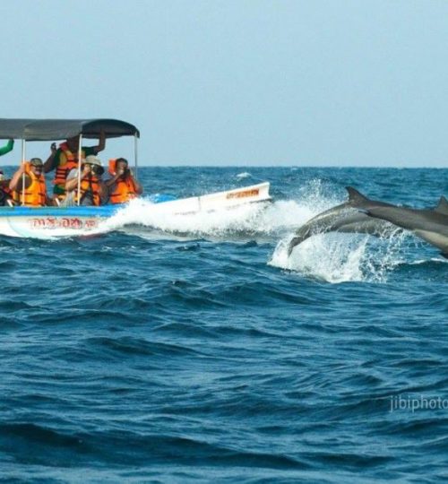 dolphin-watching-kalpitiya-srilanka_05-1024x626